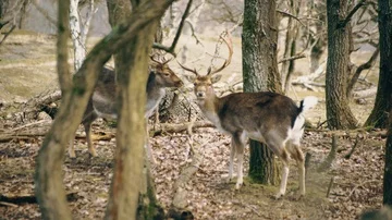 Stags / male deer Video stock 85864441