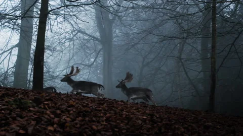 Stags Running Through Misty Forest At Dawn 库存影片 150083081