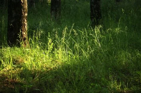 Stain of the sun Stock Photos