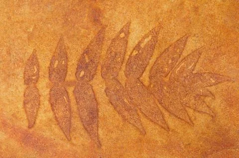 Stained Concrete Leaf Pattern Stock Photos