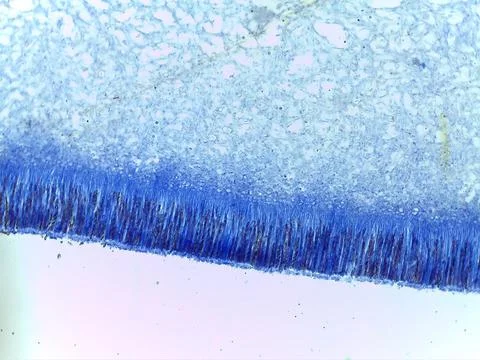 Stained Microscopic Cross-Section of the Hymenium Layer in a Peziza Cup Fun.. Stock Photos