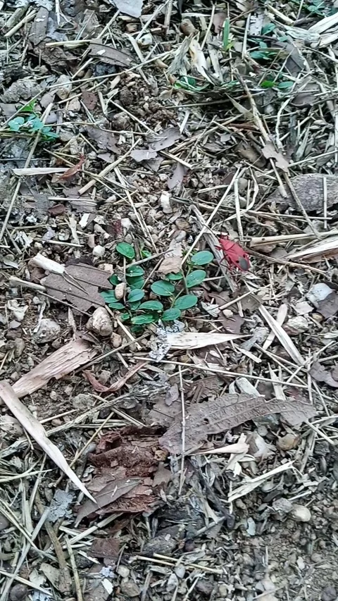 Stainer bug crawling on dry leaves on the ground 스톡 동영상 337614536