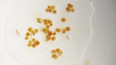 Stains and patterns in the water Stock Footage 112109987