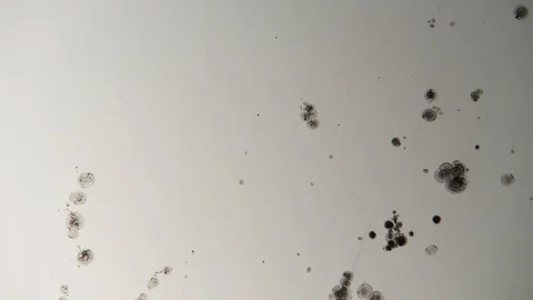 Stains and patterns in the water Stock Footage 112112696