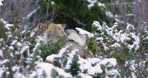 Stains teeth to rivaling wolf in the pack Stock Footage 71593795