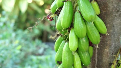 Stair fruit Stock Footage 218827405