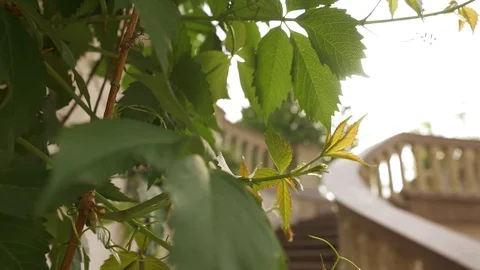 A staircase in an exotic park is surrounded by green grape leaves. Video stock 129651350
