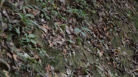 Staircase in the forest Stock Footage 22575241