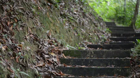 Staircase in the forest 库存影片 22575246