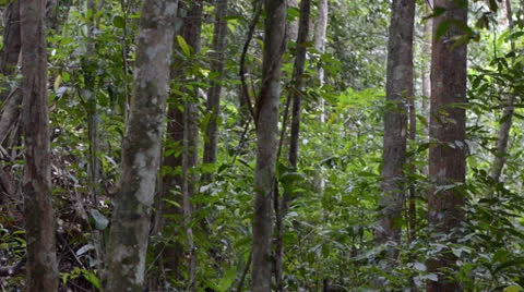Staircase in the forest 库存影片 22575275