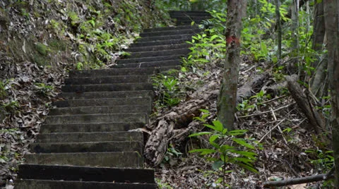 Staircase in the forest 库存影片 22575293