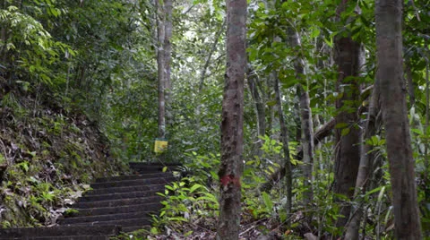 Staircase in the forest 库存影片 22575314