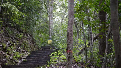 Staircase in the forest 库存影片 22575318