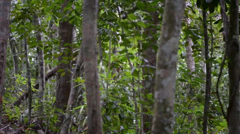 Staircase in the forest 库存影片 22575364