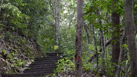 Staircase in the forest 库存影片 22575372
