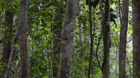 Staircase in the forest 库存影片 22575376