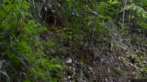 Staircase in the forest 库存影片 22575401