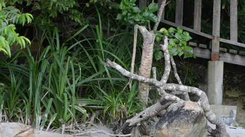 Staircase in the forest Video stock 27103866