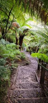 Staircase going down in the middle of the forest surrounded by trees and gr.. Stock Photos