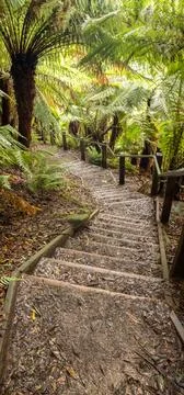 Staircase going down in the middle of the forest surrounded by trees and gr.. Fotos de archivo