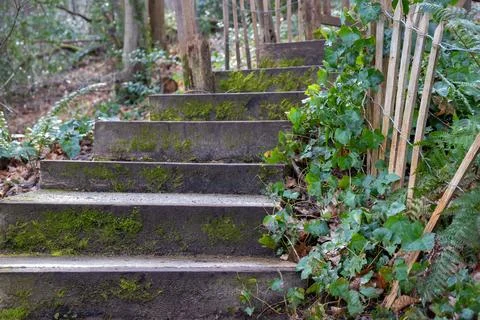 Staircase, steps in the forest, footpath between bushes, recreational walk in Stockfoto's