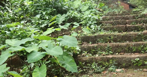 Staircase of a Vintage Building Stock Footage 320353517