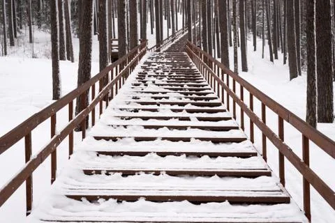 Staircase in a winter forest 写真素材