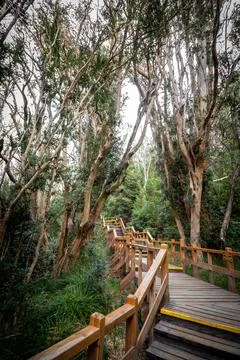 Stairs of the Arrayanes Forest promenade on Victoria Island, Villa La Angostu Stock Photos