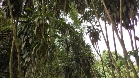 Stairs Stock Footage 112616028