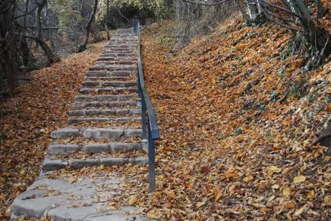 Stairs in the forest 库存照片