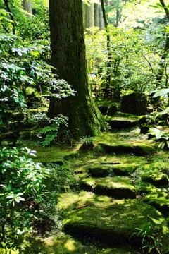 Stairs in a Forest Stockfoto's