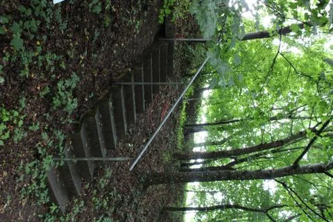 Stairs in a forest Stock Photos