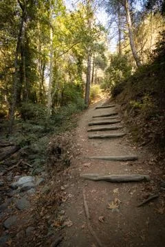 Stairs in the forest 写真素材