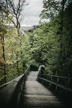 Stairs in forrest Foto stock