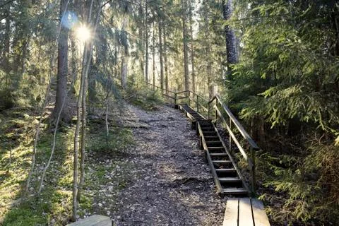 Stairs in middle of forest Stock Photos