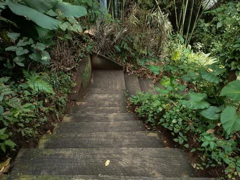Stairs in the middle of the forest Stock Photos