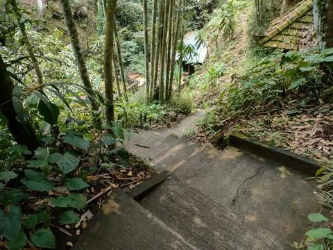 Stairs in the middle of the forest Stock Photos