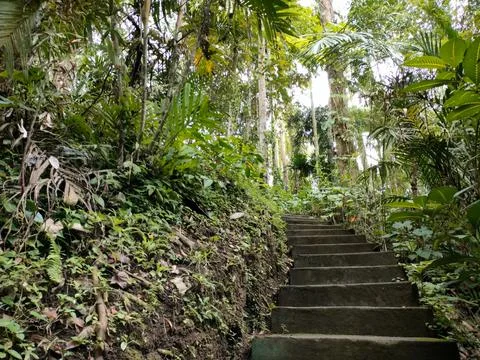 Stairs in the middle of the forest Foto stock