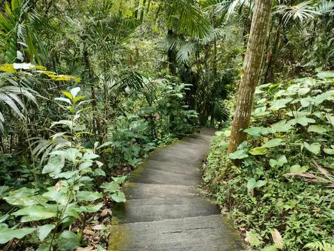 Stairs in the middle of the forest Stock Photos