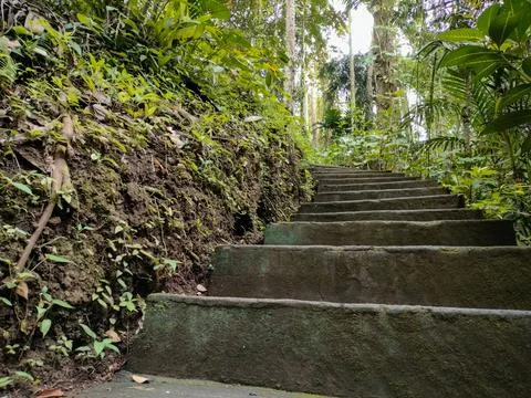 Stairs in the middle of the forest Stock Photos