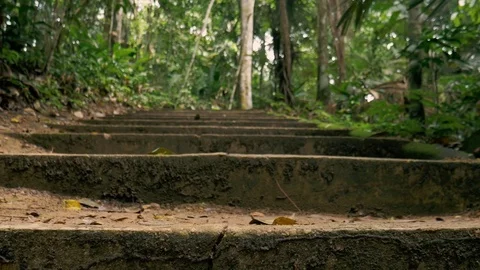 Stairs in the middle of the trail in the Amazon rainforest Stock Footage 76967476