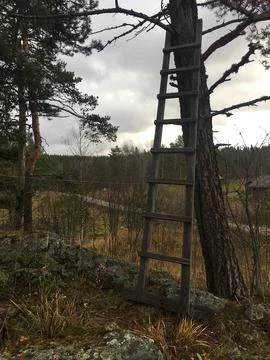 Stairs next to a tree 库存照片