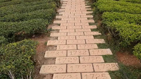 Stairs at Tea Plan Stock Footage 87198636