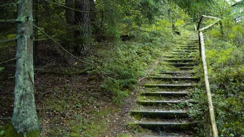 Stairs trail in the forest Video stock 94363933