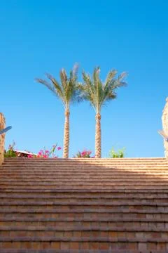 Stairs up with two palms Stock Photos
