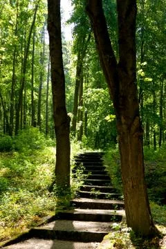 Stairway through trees Stock Photos
