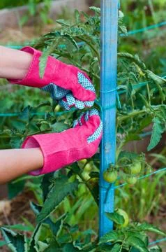 Staking of green tomatoes Stock Photos