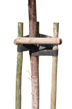Staking of ornamental trees Stock Photos