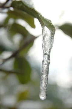 Stalactite hanging from a leaf, vertical format Stock Photos