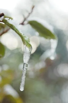 Stalactite hanging from a leaf, vertical format Stock Photos